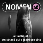 S05E21 Le Cachalot : À quoi sert ce « melon » qui lui donne la grosse tête ?