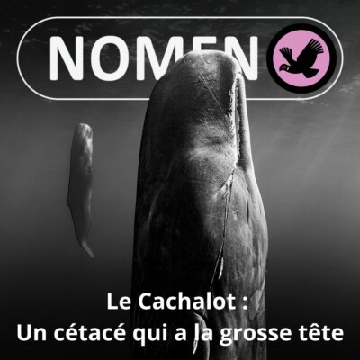 S05E21 Le Cachalot : À quoi sert ce « melon » qui lui donne la grosse tête ?