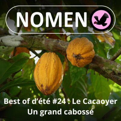 SPÉCIAL CACAOYER : Le Cacaoyer bonnes gens !
